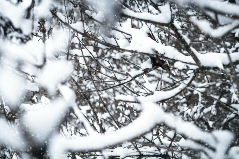 冬季冰雪景色圖片