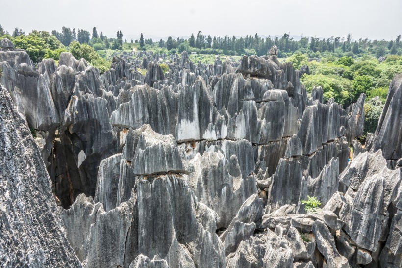 灰色的石林岩石图片