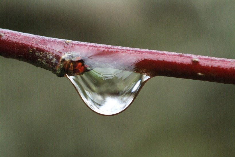 清新露水图片