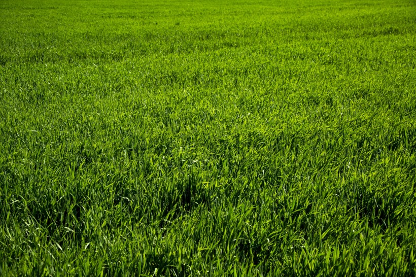 夏季綠色的草地圖片