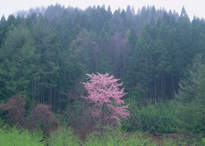 春季风景如画图片