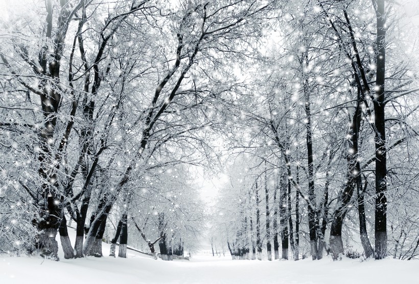 雪天道路两旁风景图片