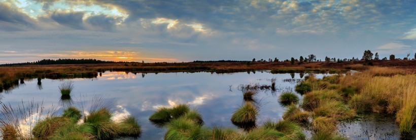 湿润的沼泽风景图片