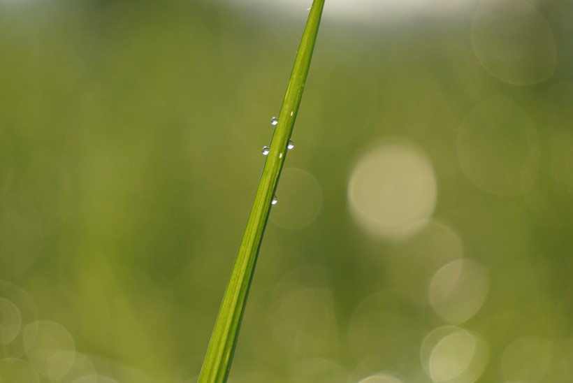 露水小草圖片