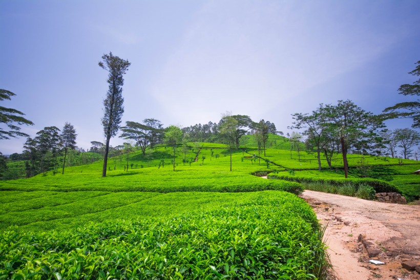 丘陵茶園景色圖片