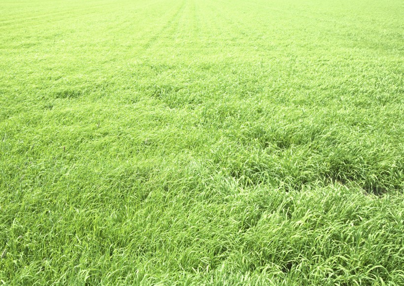 绿油油的草地图片