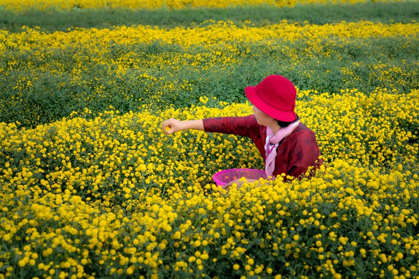 花田景色图片