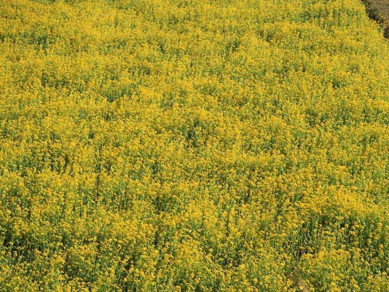 油菜花田圖片