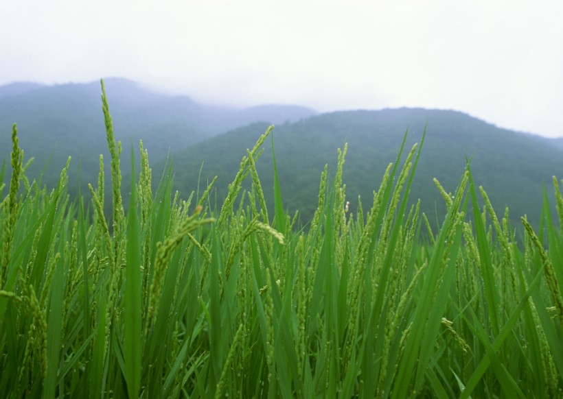 綠色稻田圖片