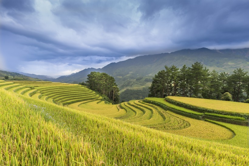 層疊的綠色梯田風(fēng)景圖片