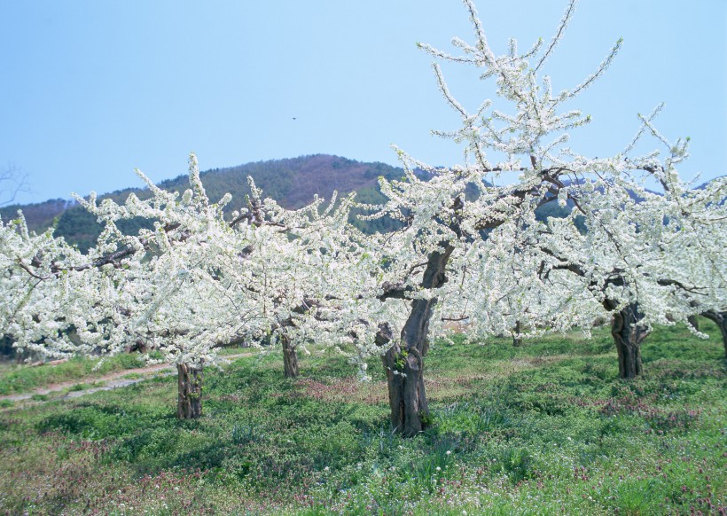 春季风景如画图片