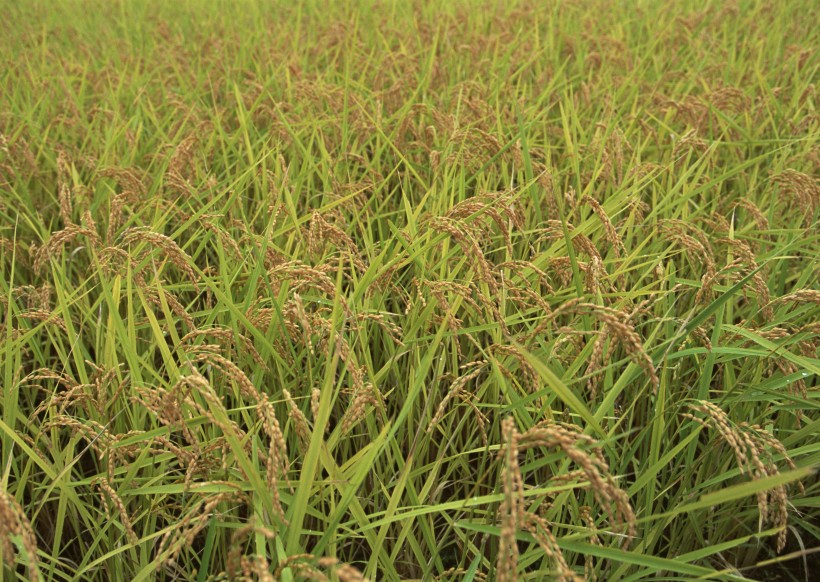 秋季稻田圖片