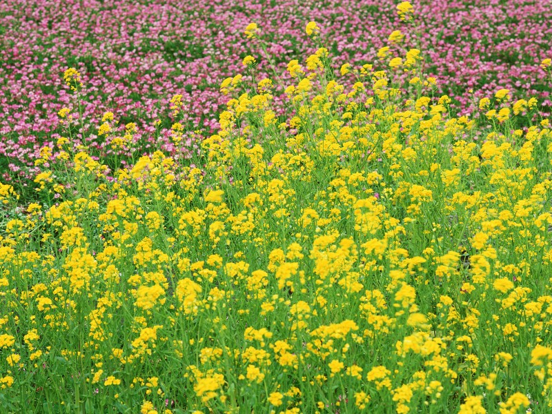 油菜花田图片