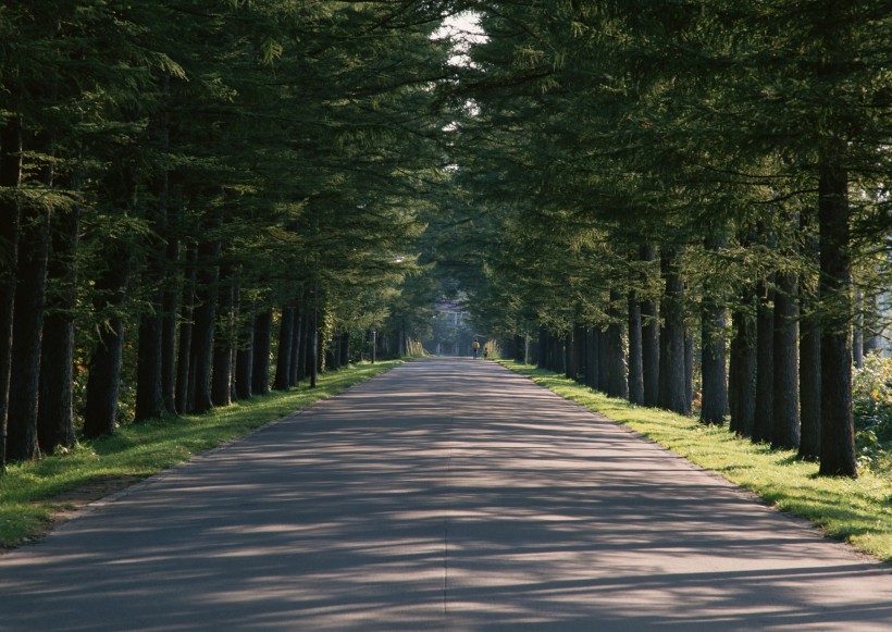 绿荫小路图片