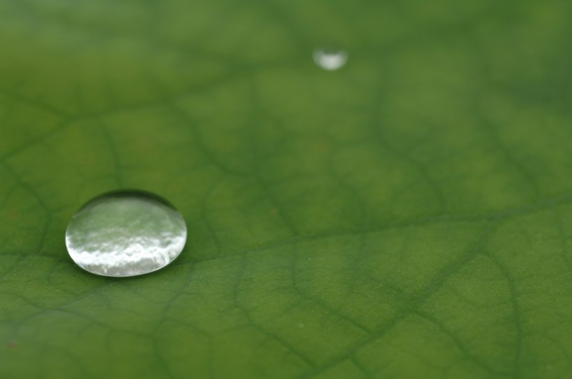 清新露水圖片