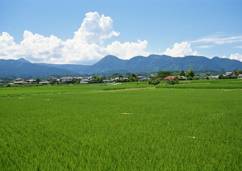 春天的田野图片