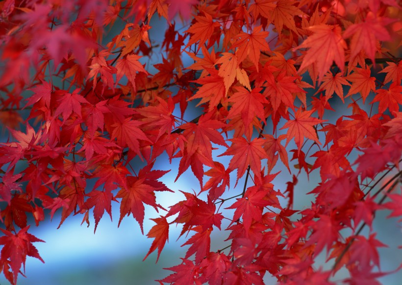 秋日的紅葉圖片