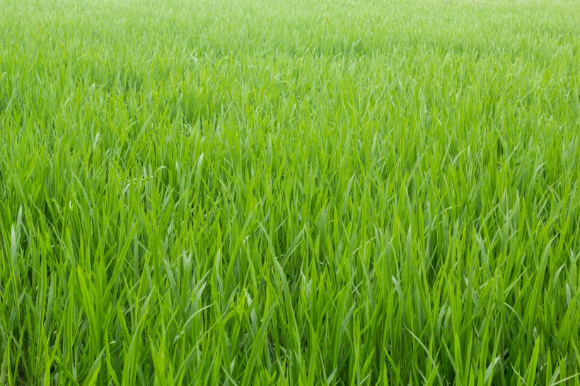 綠油油的水稻稻田圖片