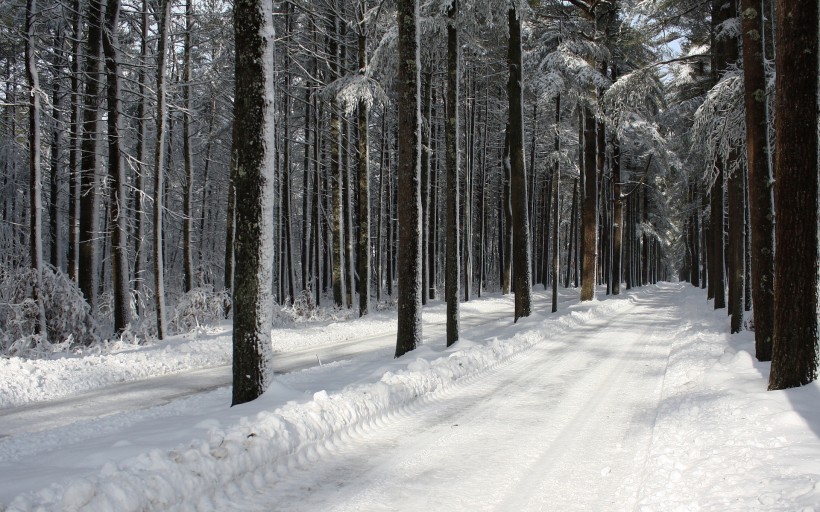 雪后的林间道路图片