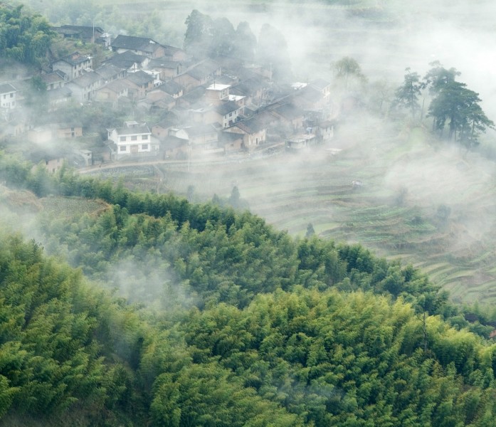 竹林图片