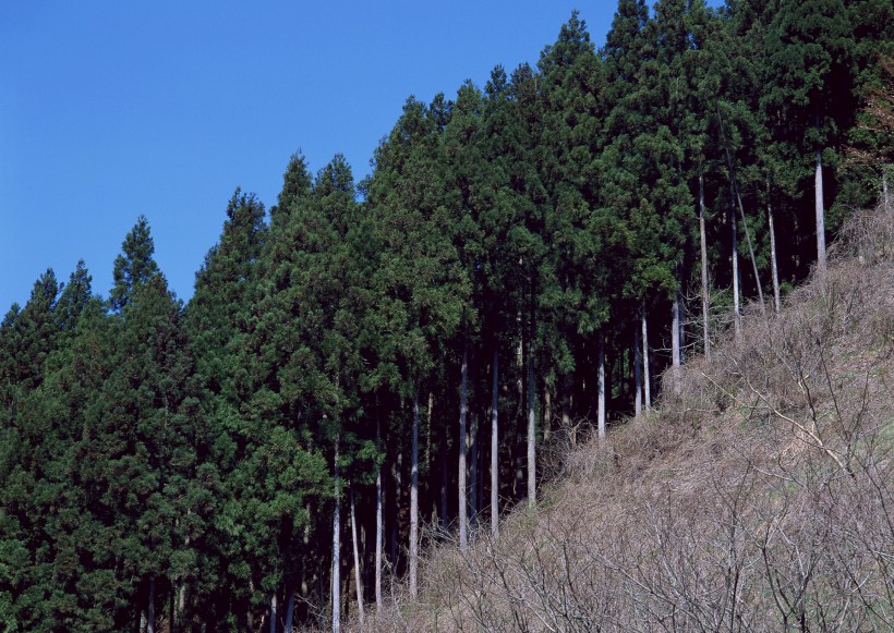 陽光樹林圖片