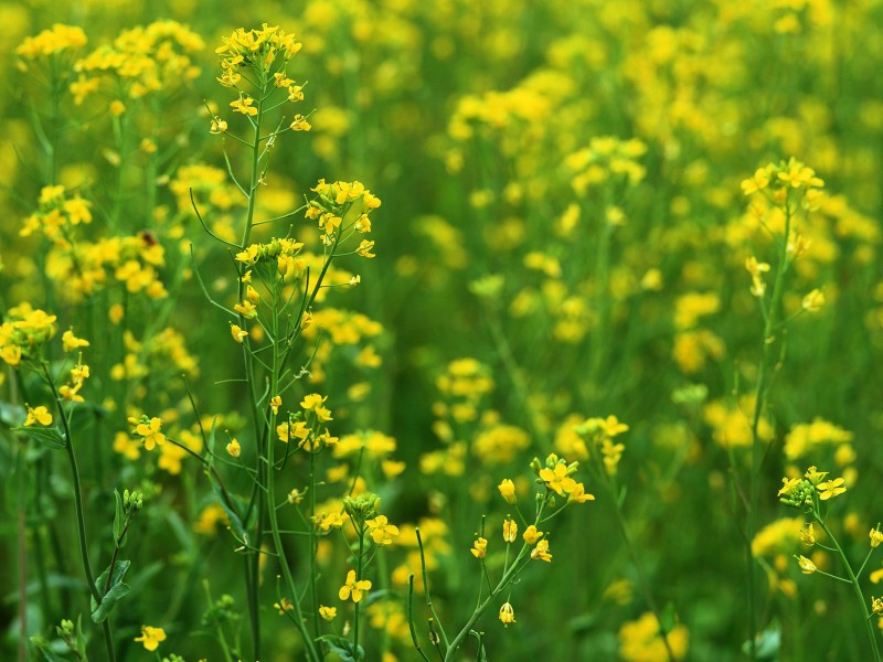 油菜花田图片