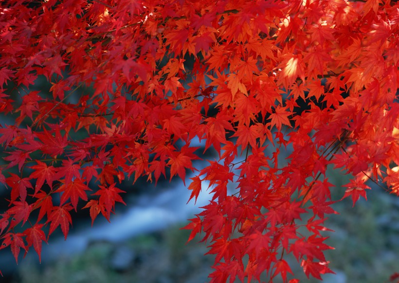 秋日的紅葉圖片