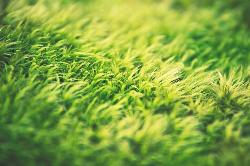 平坦的绿色草坪图片