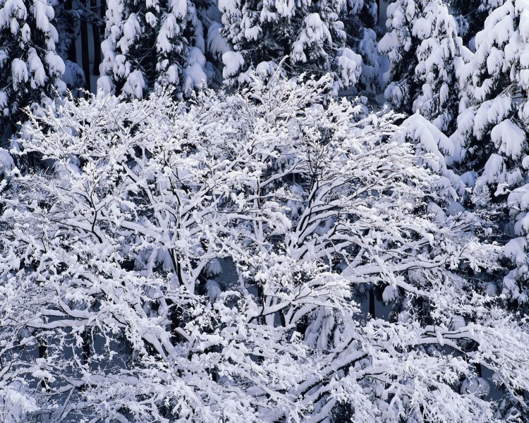 雪中樹木圖片