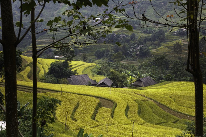 秋季乡村梯田风景图片