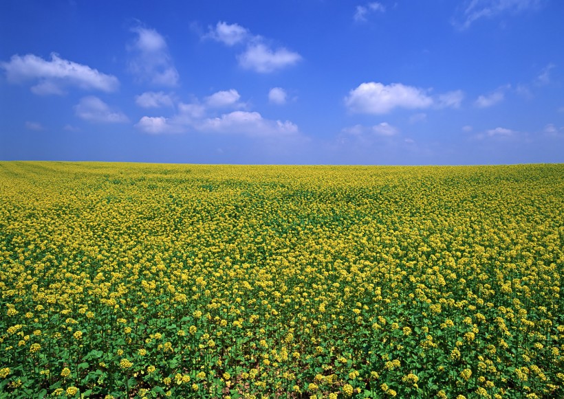 油菜花田图片