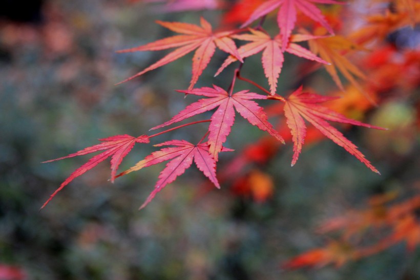 秋日的紅葉圖片