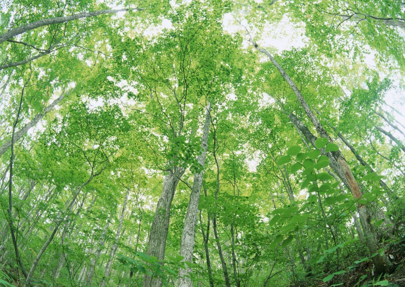 绿树遮阴图片