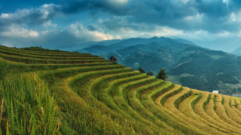 層層疊疊綠色的梯田風(fēng)景圖片