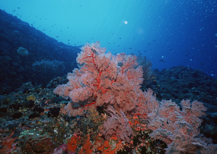 珊瑚海水底风景图片