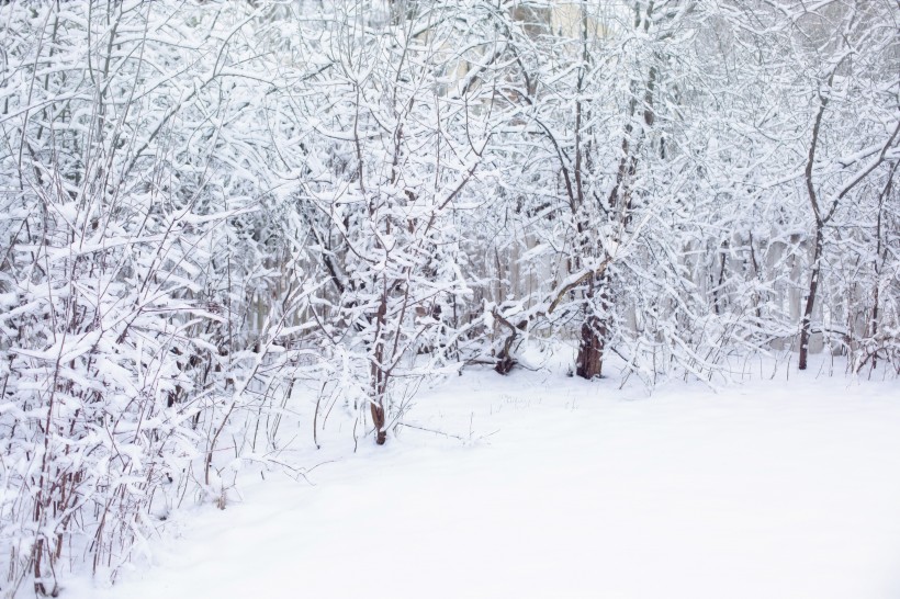 纯净的雪景图片