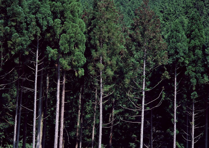 陽光樹林圖片