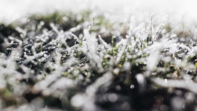 冬季雪后冰花風景圖片