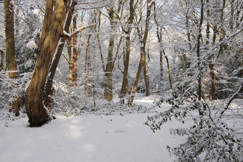 冬季唯美的森林雪景图片
