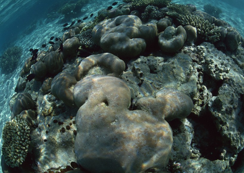 珊瑚海水底风景图片