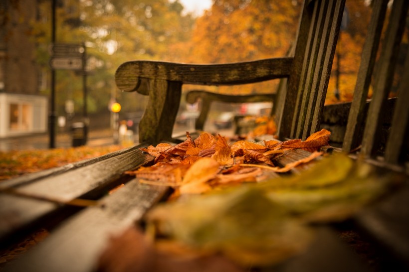 秋季落叶风景图片