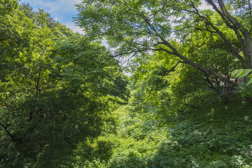 郁郁蔥蔥的綠色樹林風(fēng)景圖片