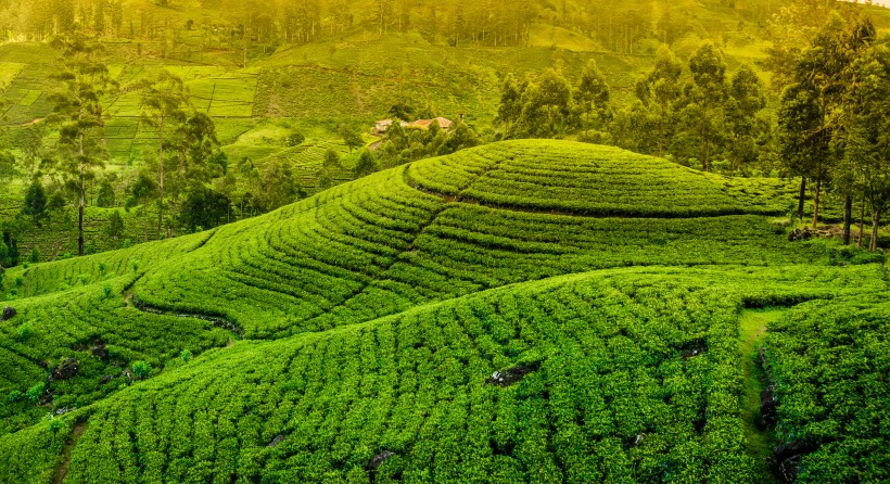 丘陵茶園景色圖片