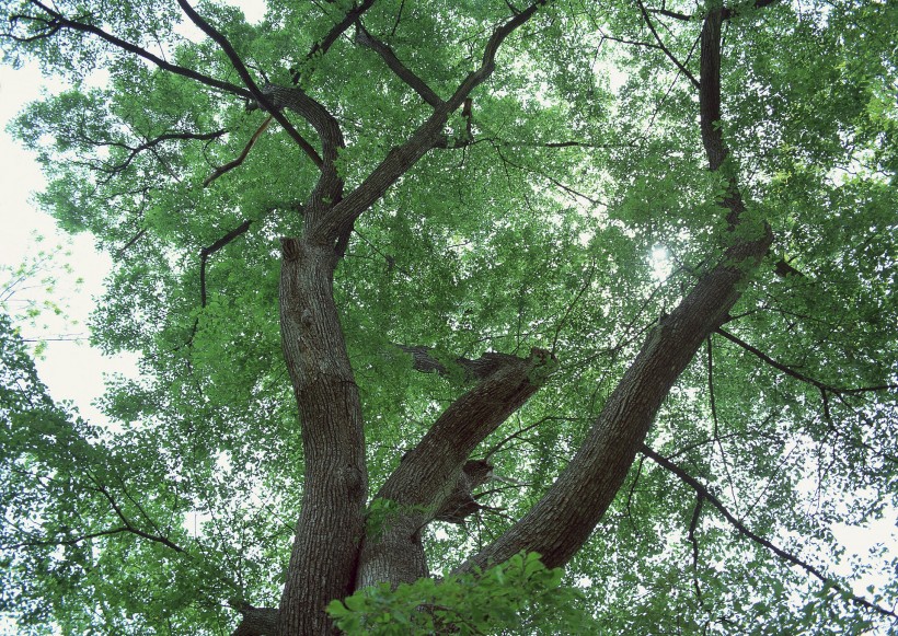 陽光樹林圖片