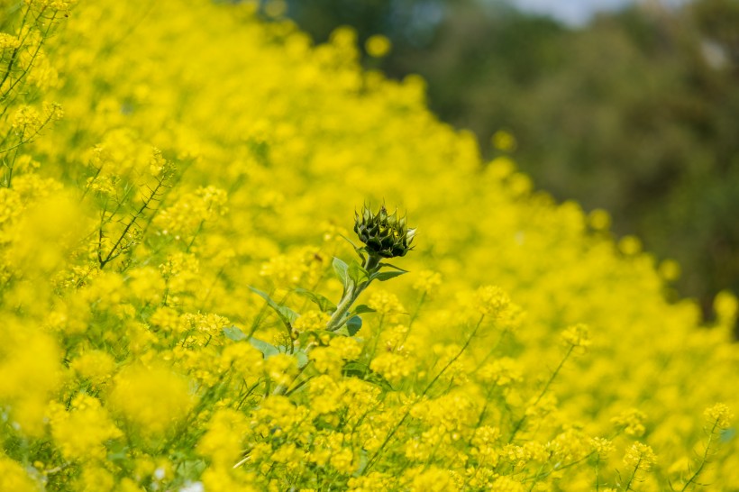 金燦燦的油菜花田風(fēng)景圖片