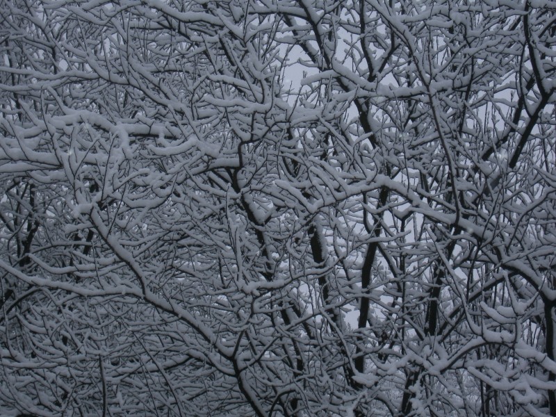 冬季的皑皑白雪风景图片
