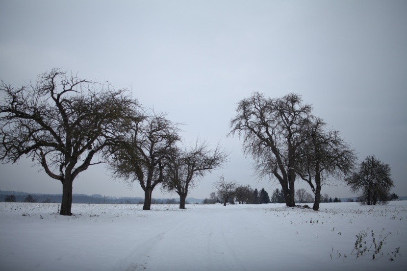 白皚皚的冰雪風(fēng)景圖片