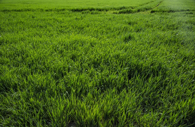 夏季綠色的草地圖片