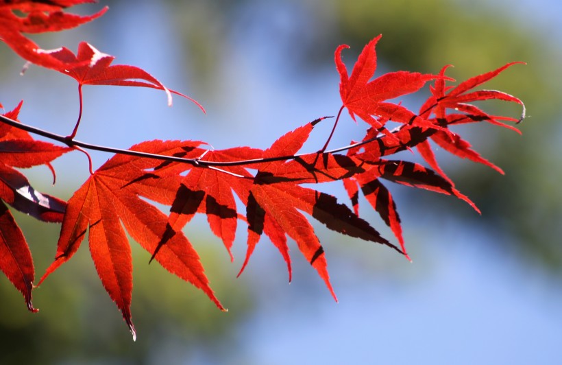 紅紅的楓葉圖片