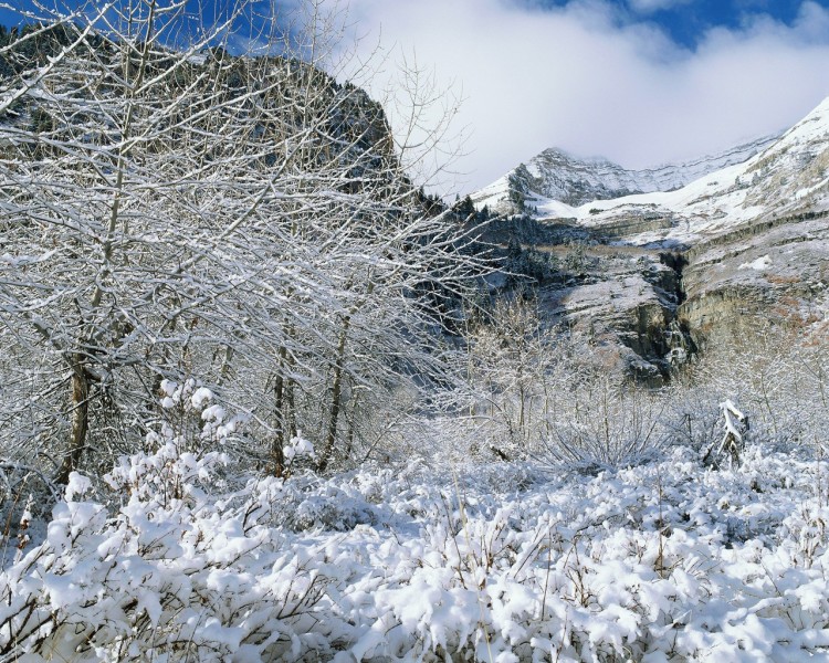 雪中树木图片